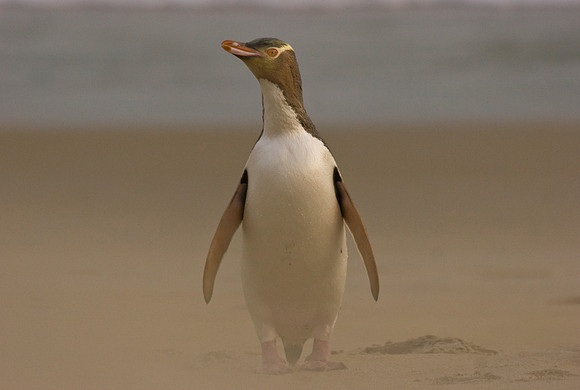 Yellow-eyed Penguin 1