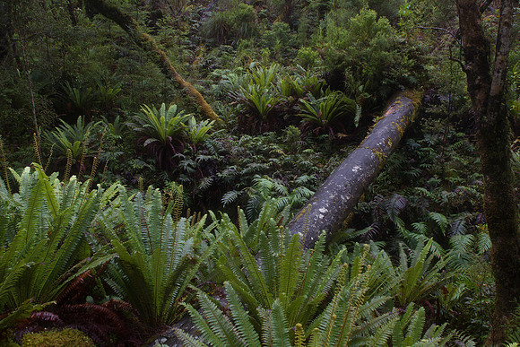 Natural log bridge on the South Coast Track