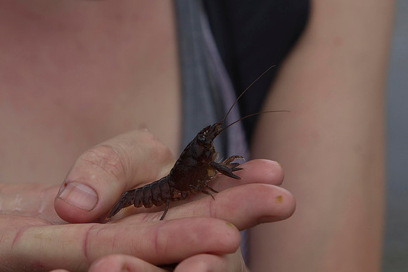 Freshwater crayfish 1