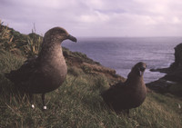 Brown Skua 2