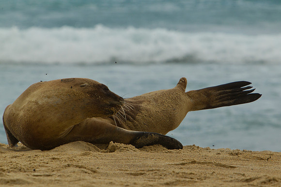 Sea Lion 1