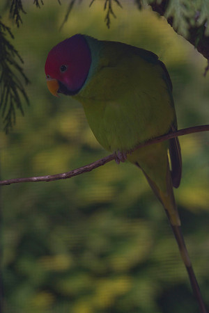 Plum-headed parakeet 3