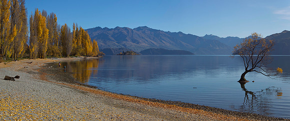 Lone tree of Lake Wanaka 6
