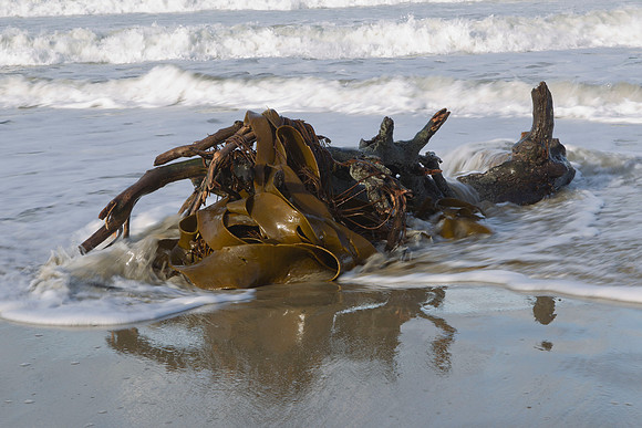 Kelp wrapped around driftwood