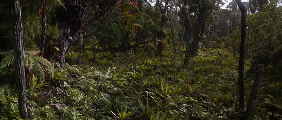 Waitutu Forest 4