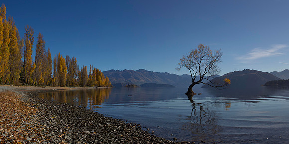 Lone tree of Lake Wanaka 4