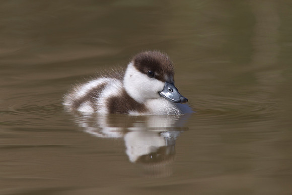 Paradise duckling 1