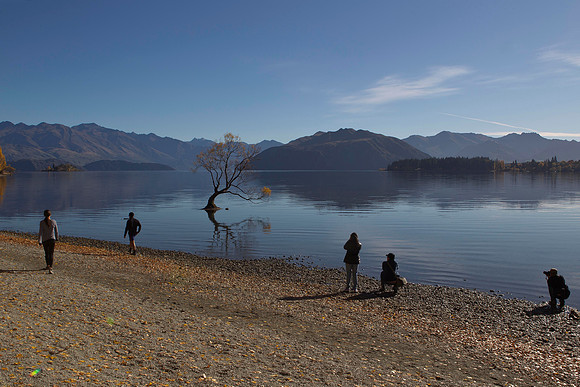Lone tree of Lake Wanaka 2