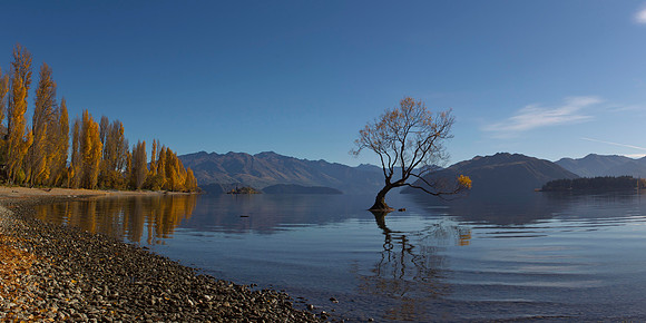 Lone tree of Lake Wanaka 7