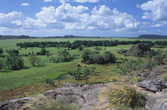 Kakadu 1