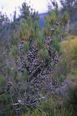 Cone-ridden pine shrub