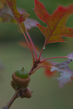 Acorn on stem 1