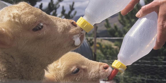 Bottle-feeding lambs