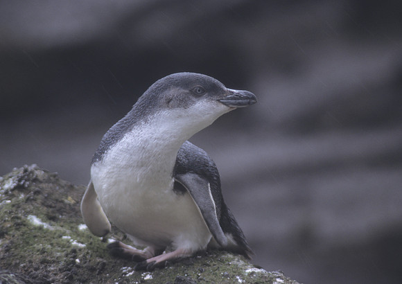 CI BLue Penguin 2