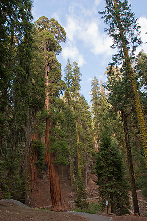 Giant Redwood forest 2