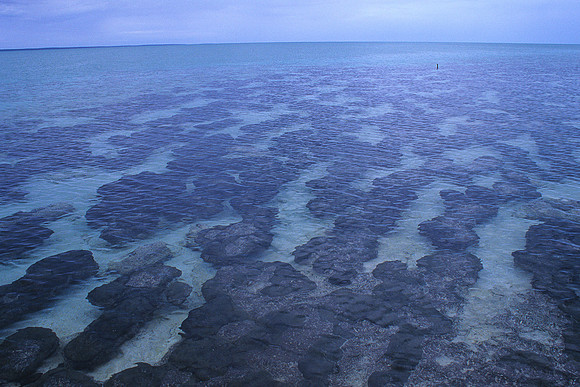 Stromatolites 1