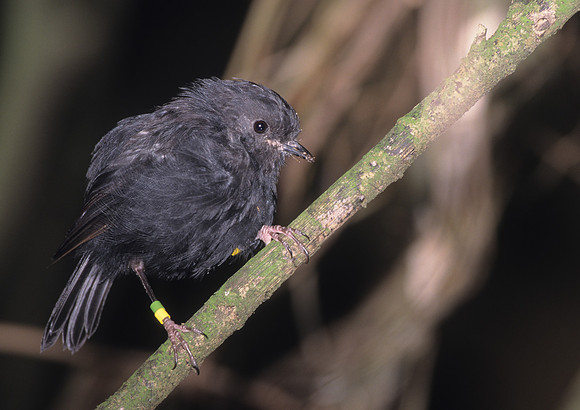 Black Robin 16