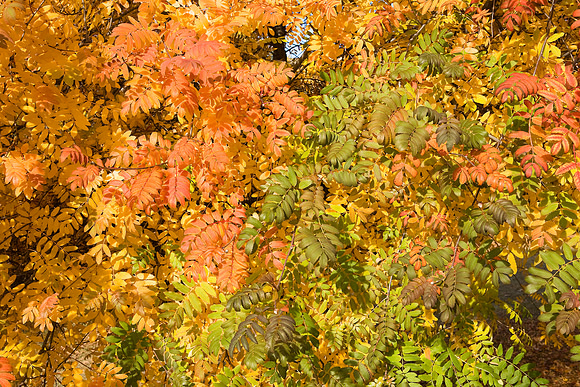 Colours of the autumn leaf