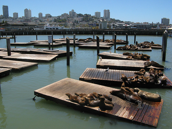 Sealions in San Francisco