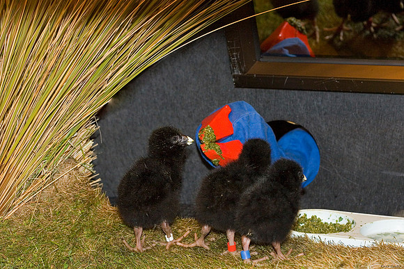 Takahe puppet