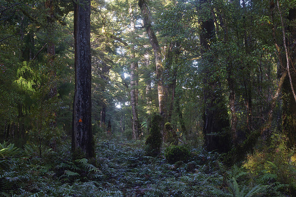 South Coast Track 1