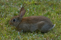 European Rabbit 1
