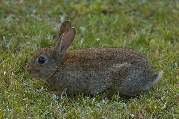 European Rabbit 1