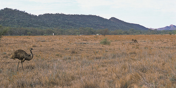 Wildlife at Flinders Ranges