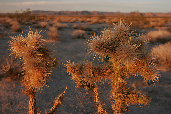 Prickly cactus in the Mojave desert