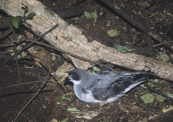 Chatham petrel 1