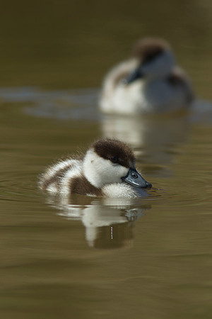 Paradise duckling 14