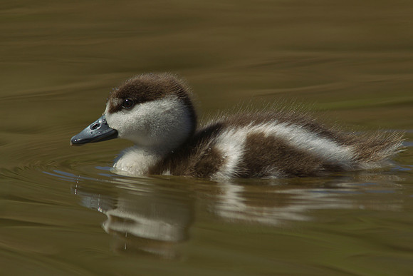 Paradise duckling 11