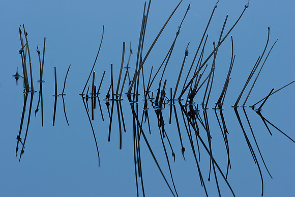 Reed reflection in a coastal pool, Codfish Island