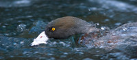 Blue Duck 6