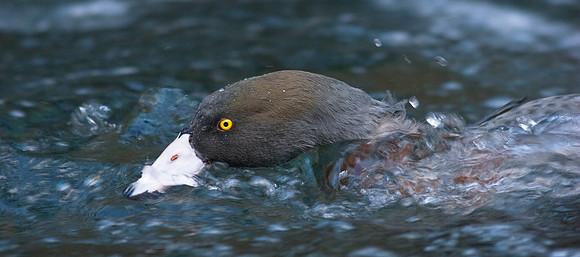 Blue Duck 6