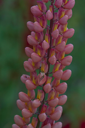 Pink wild lupin in flower 1