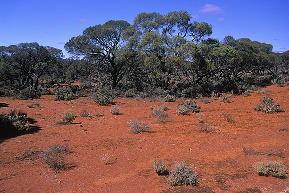 The red outback