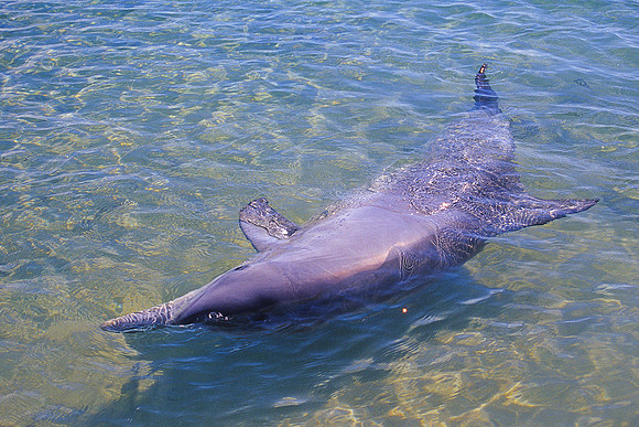 Monkey Mia - Bottlenose Dolphin 8