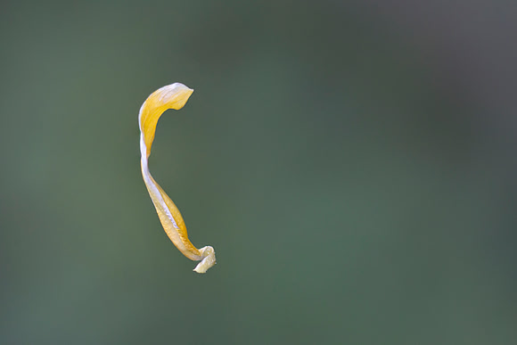Hanging willow leaf 1