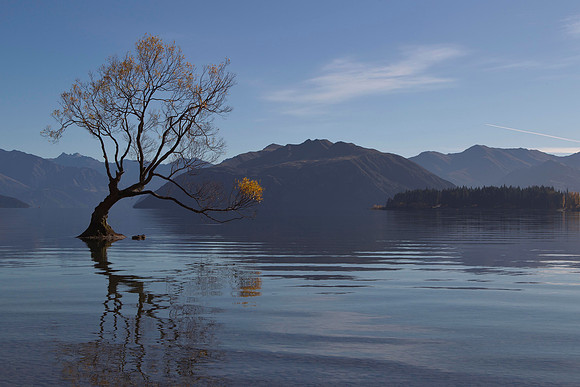 Lone tree of Lake Wanaka 3