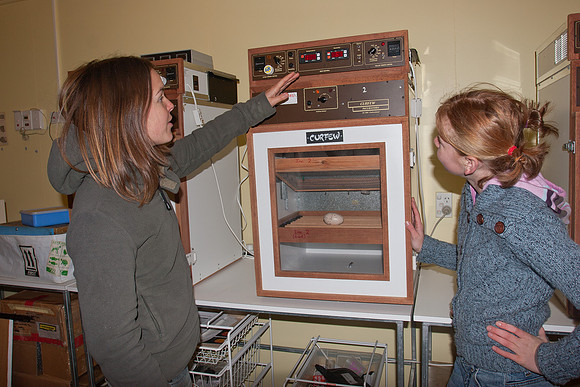 Jemma teaching incubation