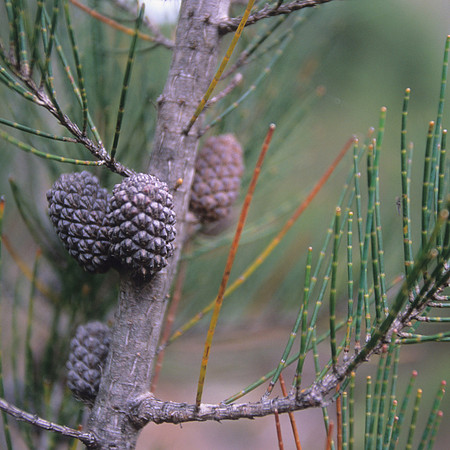 Pine cone