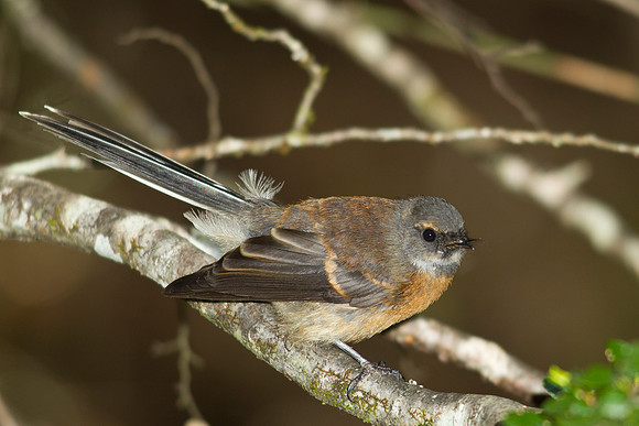 Fantail 1