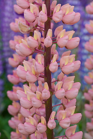 Lupin petals 2