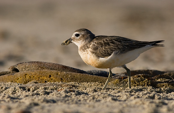 New Zealand Dotteral 5