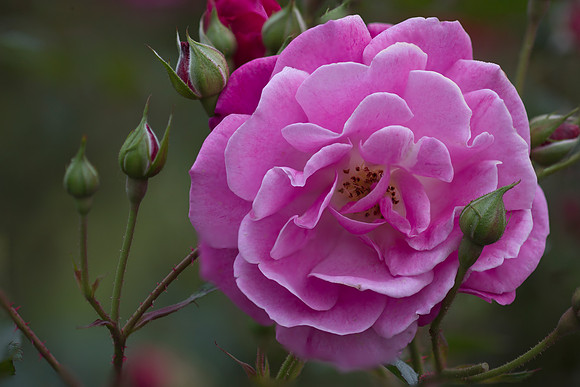 Pink Rose 1