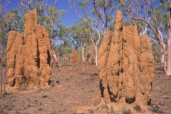 Termite mound 2
