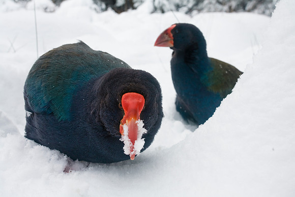 Takahe 16
