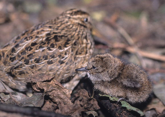 Chatham Island snipe 8